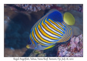 Regal Angelfish