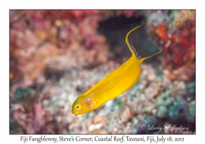 Fiji Fangblenny