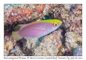 Red-margined Wrasse