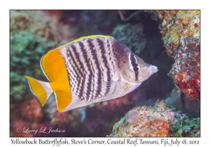 Yellowback Butterflyfish