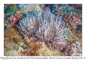 Magnificent Sea Anemone