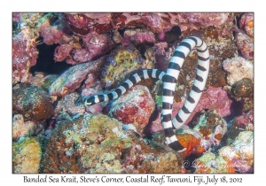 Banded Sea Krait