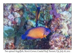 Two-spined Angelfish