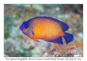 Two-spined Angelfish