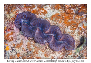 Boring Giant Clam