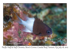 Pacific Half & Half Chromis