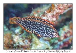 Leopard Wrasse