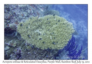 Acropora willisae