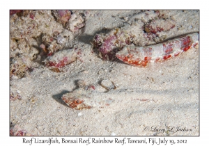 Reef Lizardfish