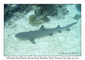 Whitetip Reef Shark