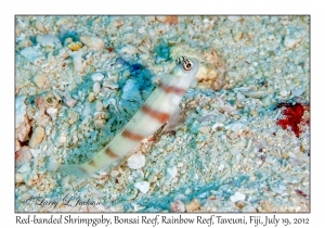 Red-banded Shrimpgoby