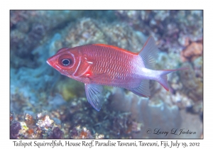 Tailspot Squirrelfish