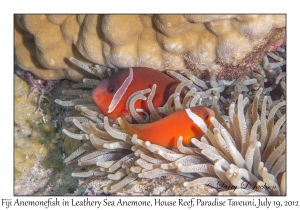 Fiji Anemonefish