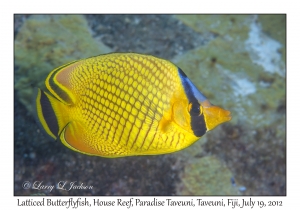 Latticed Butterflyfish