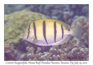 Convict Surgeonfish