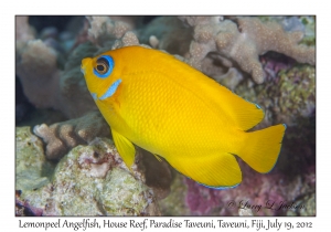 Lemonpeel Angelfish