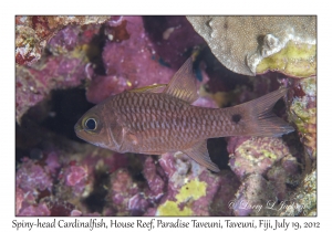 Spiny-head Cardinalfish