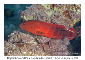 Flagtail Grouper