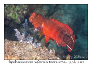 Flagtail Grouper