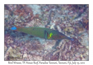 Bird Wrasse