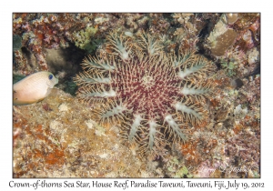 Crown-of-thorns Sea Star