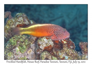 Freckled Hawkfish