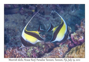 Moorish Idols