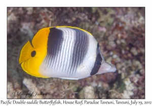 Pacific Double-saddle Butterflyfish