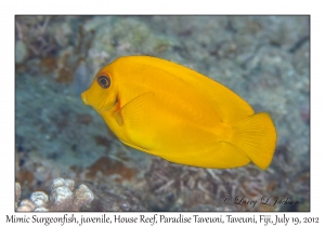 Mimic Surgeonfish