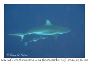 Gray Reef Shark, Sharksucker and Cobia