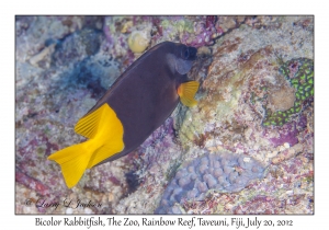 Bicolor Rabbitfish