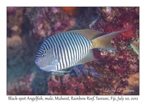 Black-spot Angelfish, male