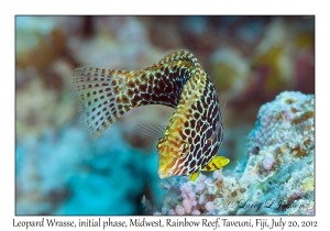 Leopard Wrasse