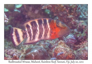 Redbreasted Wrasse