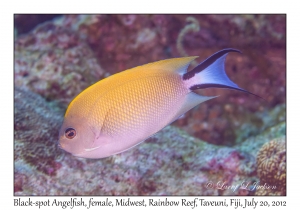 Black-spot Angelfish, female