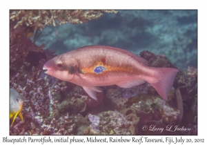 Bluepatch Parrotfish