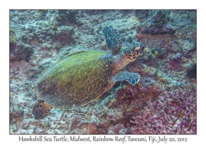 Hawksbill Sea Turtle