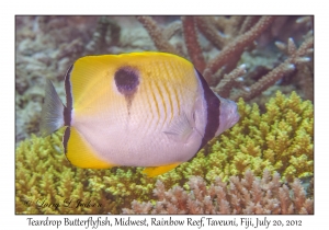 Teardrop Butterflyfish