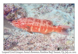 Leopard Coral Grouper