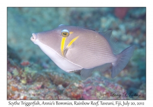 Scythe Triggerfish