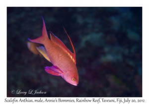 Scalefin Anthias, male