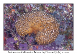 Tunicates