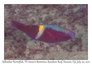 Yellowbar Parrotfish