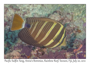 Pacific Sailfin Tang