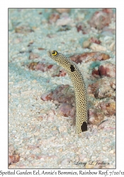 Spotted Garden Eel