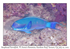 Steephead Parrotfish