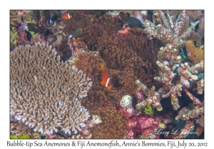 Bubble-tip Sea Anemones