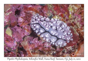 Pipek's Phyllidiopsis