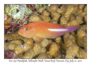 Arc-eye Hawkfish