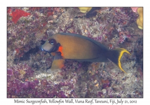 Mimic Surgeonfish